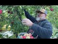 Las manzanas 🍎 y el rey dela pisca de las manzanas 🍎 Antonio mejor piscador