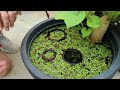 Easy Ricefish Patio Pond (NO-Plugs) Patio / Deck Tutorial