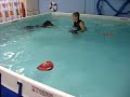 Doberman Pinscher Dog Swims without Life Jacket First Time