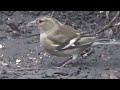 Chaffinch Female Eurasian Chaffinch