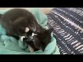 Brother & sister kittens play fighting