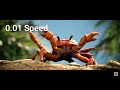 How Fast and Slow Can CRAB RAVE Go