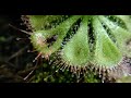 [Macro Shot] Drosera Burmanii Ensnares Fly