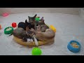 Funniest Cats And Dogs Videos😂- Best Funny Animal Videos 2024😺