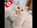 cute cat lovers 🐈🐈#catvoicesound#catlover#cutecat#catvideos#catshorts#catfunny#ytshorts#subscribe