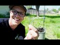 How To Grow A Tomato ANYWHERE You Live!