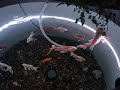 Koi pond update.