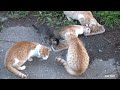 Cute kittens and friendly ginger cat