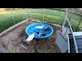 How to clean and maintain a backyard duck pool duck pond