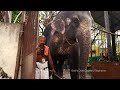 പത്മനാഭൻ്റെ ആന മതിലകം സുദർശന ❤️ Mathilakam Sudarsana 😍 Kerala Elephants | Elephant Love ❤️ പിടിയാന