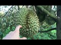 Sầu riêng monthong khi nào hết rụng trái/When does monthong durian stop dropping its fruit
