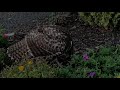 Hawk with squirrel