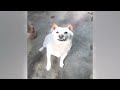 Try Not To Laugh Cats And Dogs Videos🤣🐶New Funny Animals Video 2024