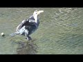 Cormorant Drying Its Wings In The Sun.  River Irwell, Salford, Lower Broughton.