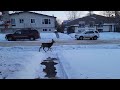 Deer in front yard Jan 20, 2023