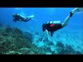 Cozumel Scuba Diving: Palancar Horseshoe & Dalila