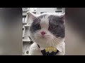 So Funny! Funniest Cats and Dogs 2024😹🐶New Funny Animals 2024😍