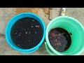 पौधों के लिए सबसे बेस्ट फर्टिलाइजर || जाने कैसे इस्तेमाल करना है! homemade best liquid fertilizer.