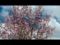 Cherry Blossoms | Southampton Blooms 2024 | ArthurBlanco YTv