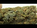 Growing Marihuana fast growing marihuana seeds