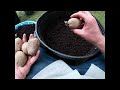 Planting Melon Pits and Potatoes