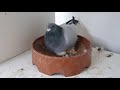 HUGE PIGEON SHOCK!