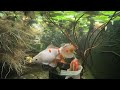 The Secret Life of Goldfish!  Just 3 Minutes of Goldfish & Friends