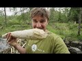 We Built Fake Beaver Dams to Rewild this Dead River