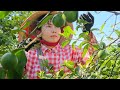 Picking lemons to sell - Help from strangers for grandfather - Cooking with family | Ly Phuc Binh