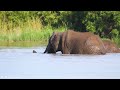 Africa Wildlife In 4K ~ Cute Baby Animals Collection ~ Scenic Relaxation Film With Calming Music