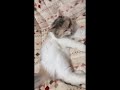 CAT CLEANING ITSELF | CAT GROOMING #catlover  #pets  #catvideos  #catfunny  #siberiancat  #petlover