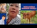 P1 - Ly Kỳ Chuyện Chú Bò Được Cho Là Người Đầu Thai