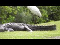 Wood Stork Hangs Out With Momma Gator