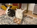 Rabbits chewing apple twigs and a yucca chew toy