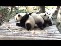 Cute Giant Panda Triplet Greet Visitors during Spring Festival in south China