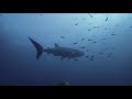 Aussie Divers - The Boss's First Whale Shark