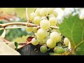 Qual é a melhor época de poda da parreira de uva?