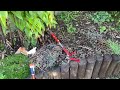 How to Keep Cats Out of Your Garden and win the Cat Poop challenge! Using a water pistol and herbs.