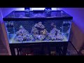 40 Gallon Saltwater Reef Tank | Part 1 - Hair Algae | Margarita Snails & Emerald Crab