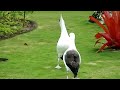 Laysan Albatross Courtship Dance