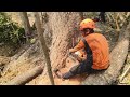 Half a century old   cut down a trembesi tree near a sugar cane plantation