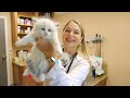 How to Stop Kitten DIARRHEA? | Diet + Parasite treatment! | New Breeders MUST WATCH!