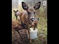 Orphaned BABY DEER asks for help