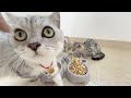 20 minutes of cute cat and kitten videos to relieve your stress😅#kitten #cutecat#catshorts  #animals