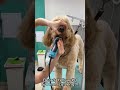 Goldendoodle full Grooming (vertical video)