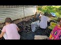 Eggplant Farming (TALONG NI ONYOK) malaki at mahaba