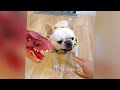 😅 Funniest Dogs and Cats 😘😘 Funny Animal Moments 😹