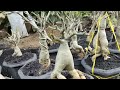 Adenium Planting Media So that the Bulbs Are Large and Fertile