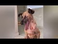 Ugly face with a massive tumor made her always chased away and ridiculed while silently suffer