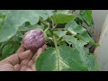 Fresh organic bottle gourd and anjeer harvest